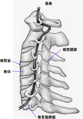 頚椎のイラスト、横方向